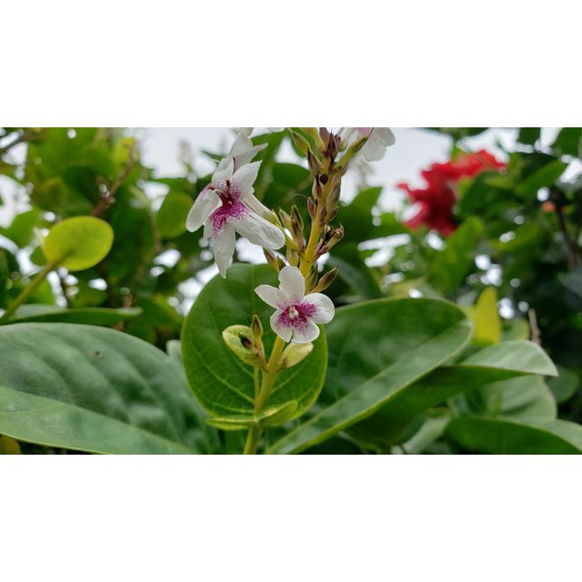 Pseuderanthemum carruthersii