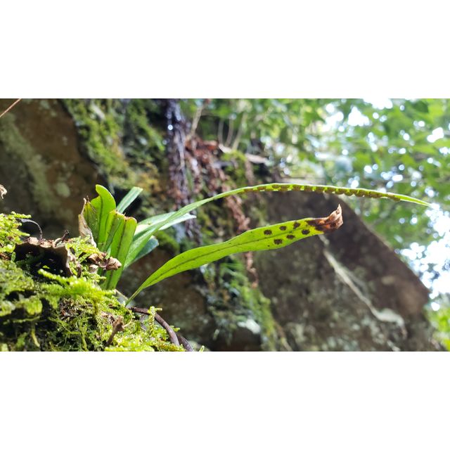 Lepisorus thunbergianus