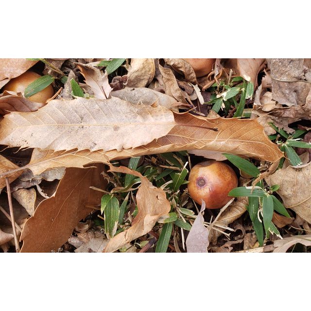 Choerospondias axillaris