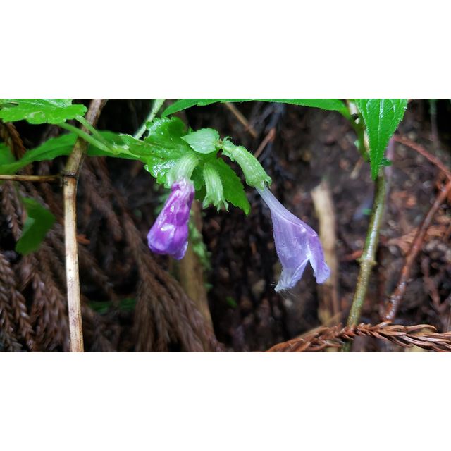 Meehania urticifolia, rashoomon-kazura