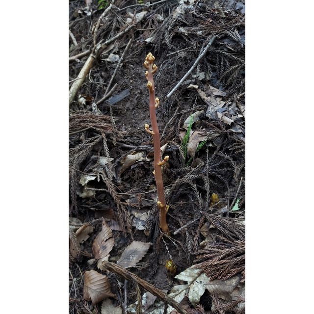 Cyrtosia septentrionalis