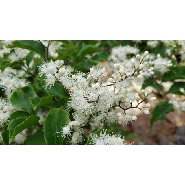 Symplocos sawafutagi