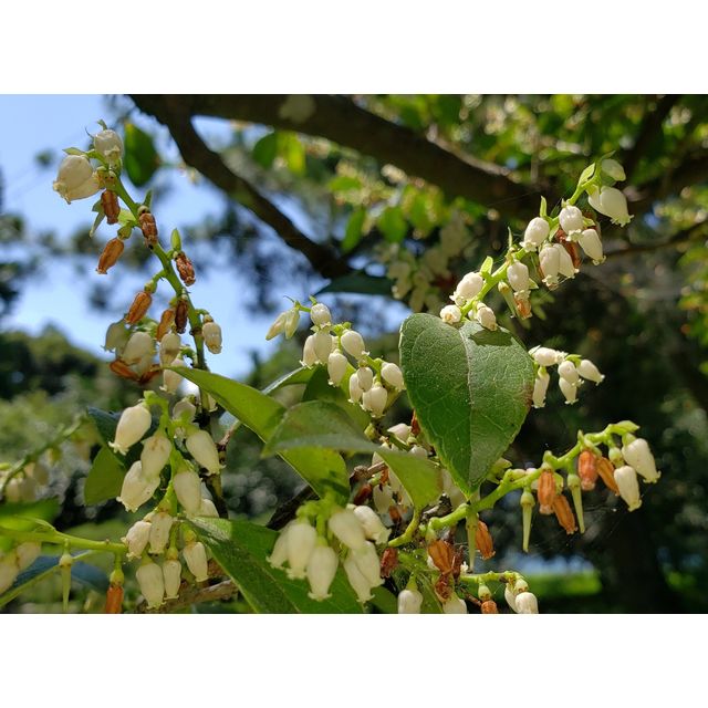 Vaccinium cf. corymbosum