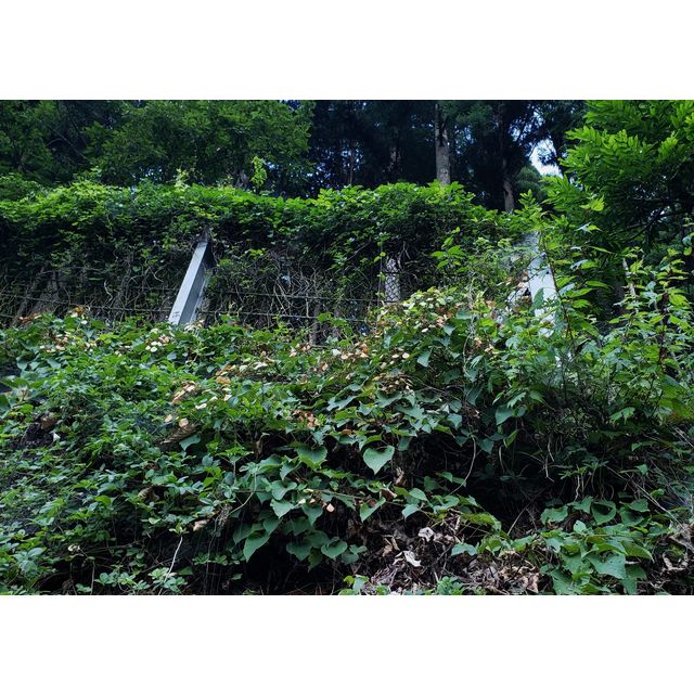 Schizophragma hydrangeoides