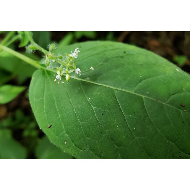 Circaea cardiophylla