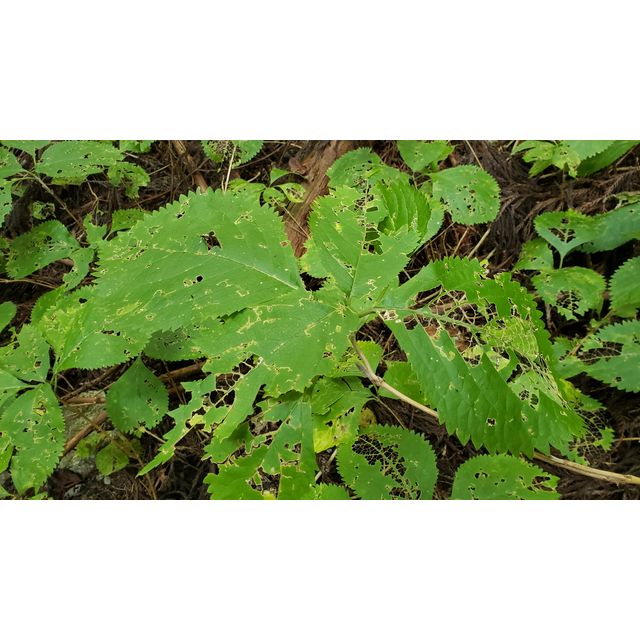 Leucosceptrum stellipilum