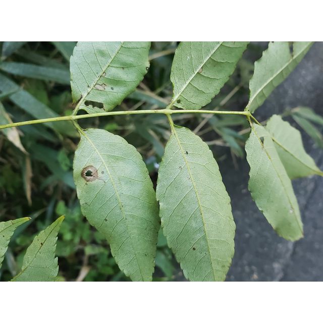 Picrasma quassioides