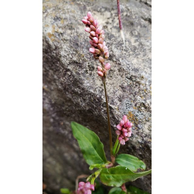Persicaria longiseta