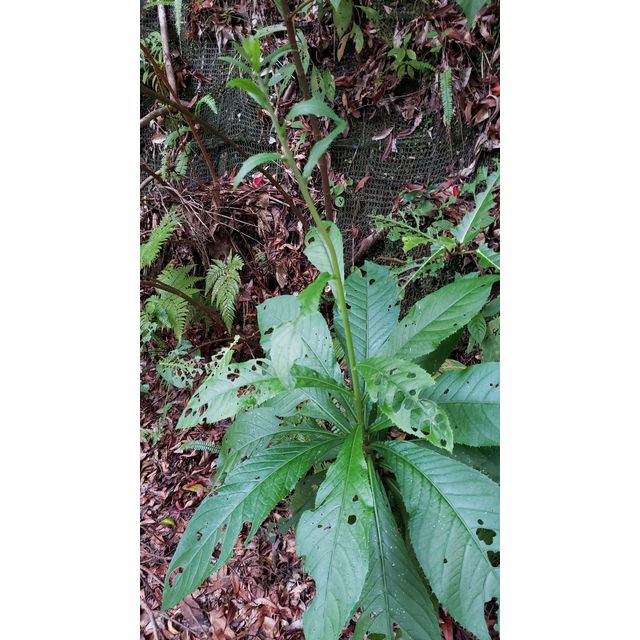 Erechtites hieraciifolius