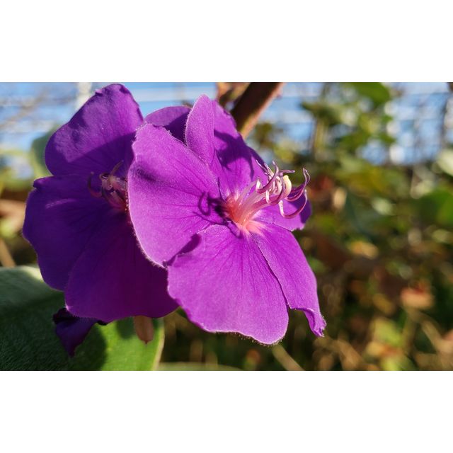 Tibouchina sp. (cf. T. urvilleana)