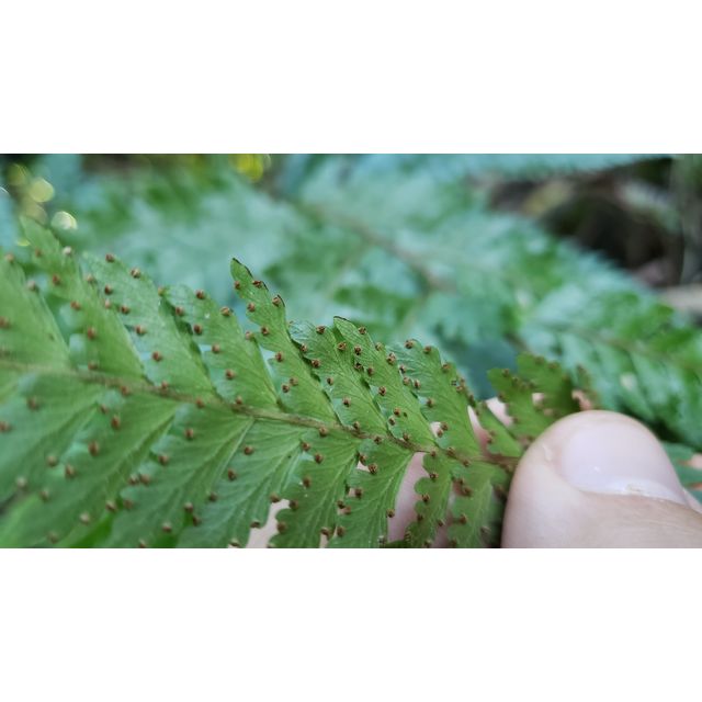 Microlepia cf. strigosa