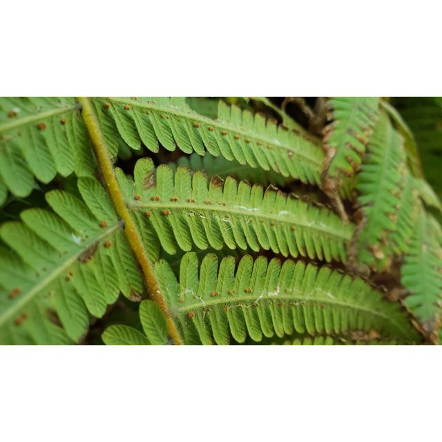 Thelypteris cf. boninensis