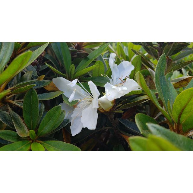 Rhododendron boninense