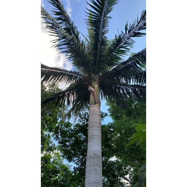 Clinostigma savoryanum