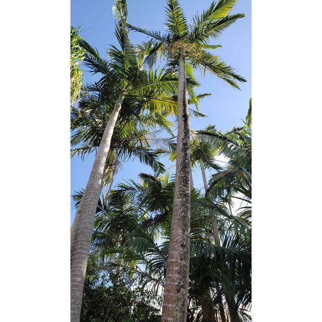 Archontophoenix alexandrae