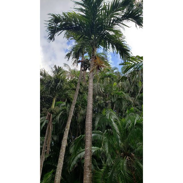 Adonidia (Veitchia) merrillii