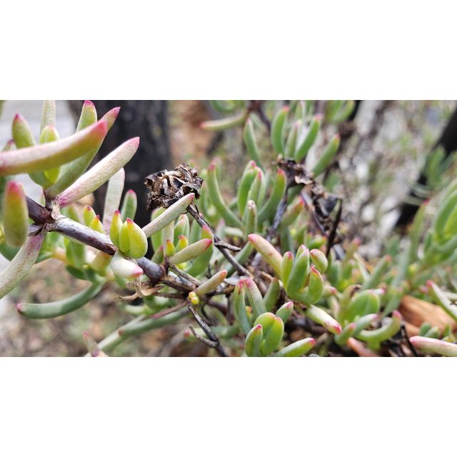 cf. Delosperma (or Malephora), Aizoaceae