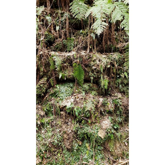 Chionographis japonica