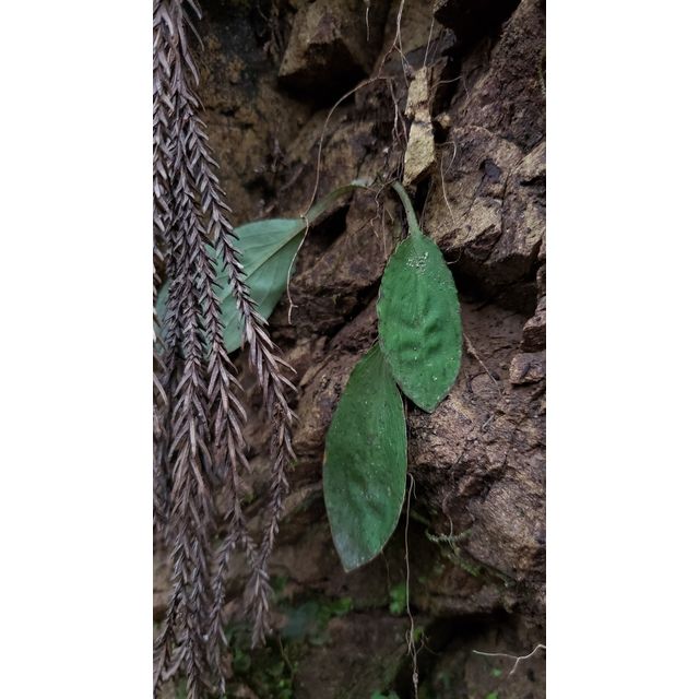 Chionographis japonica