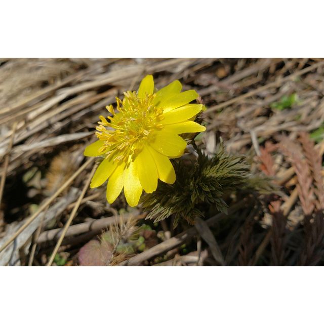 Adonis amurensis