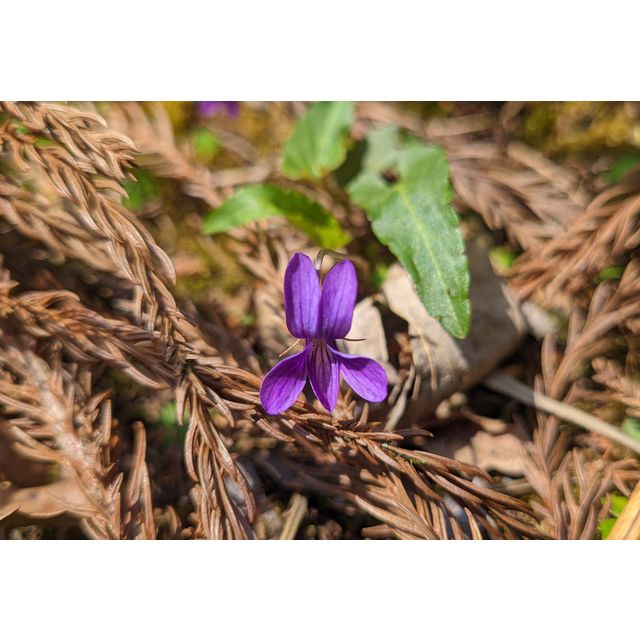 Viola cf. mandschurica