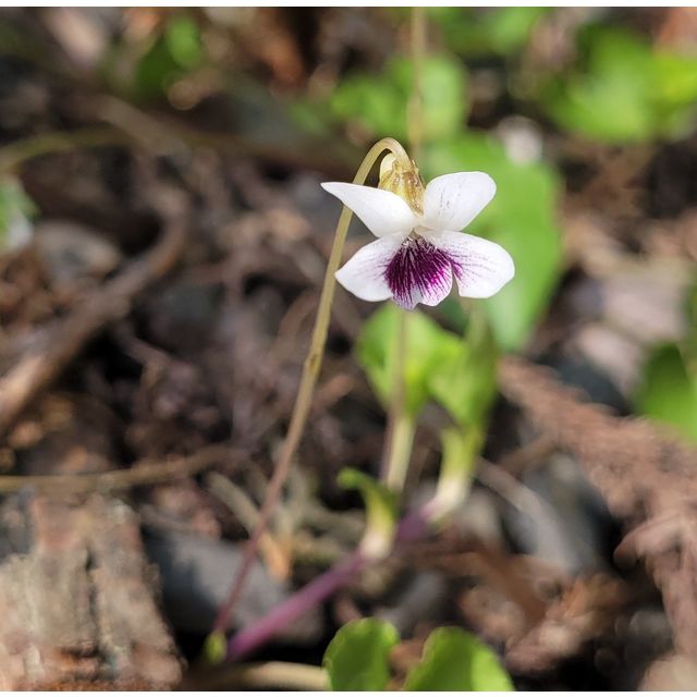 Viola cf. verecunda