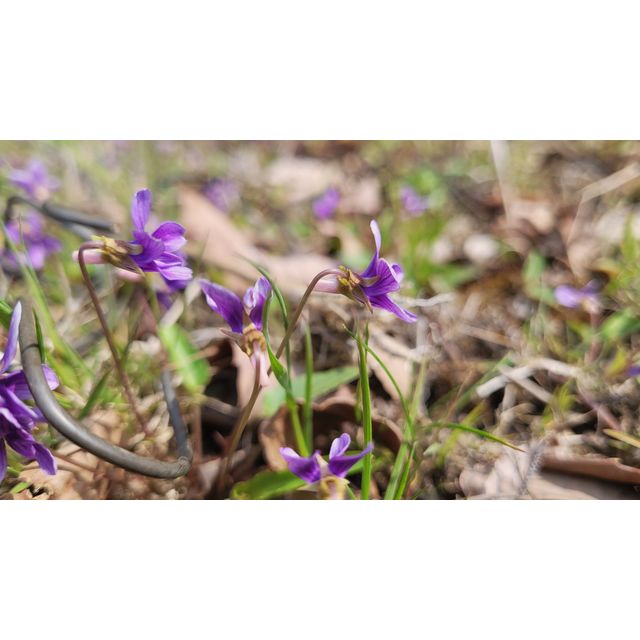 Viola cf. inconspicua