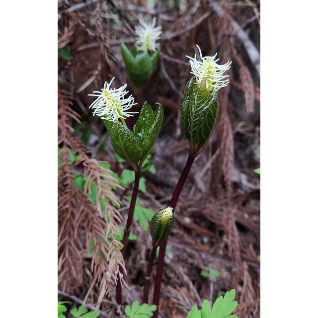 Chloranthus japonicus
