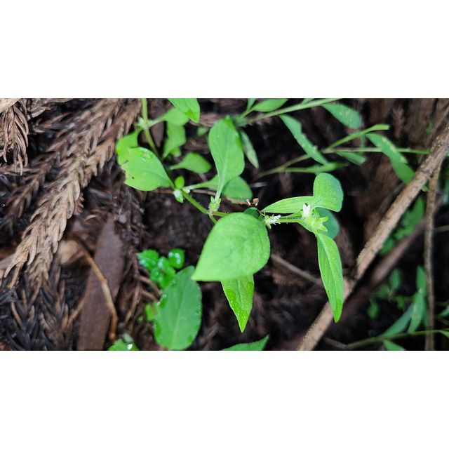 Hediotys (Oldenlandia) diffusa