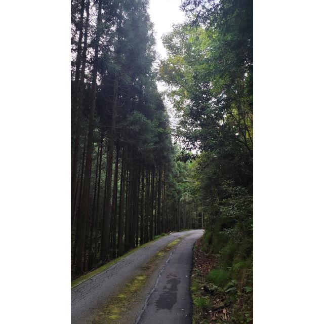 河内谷川 (Sugisaka-kawa) to 池ノ谷川 (Ikenotani-gawa) road