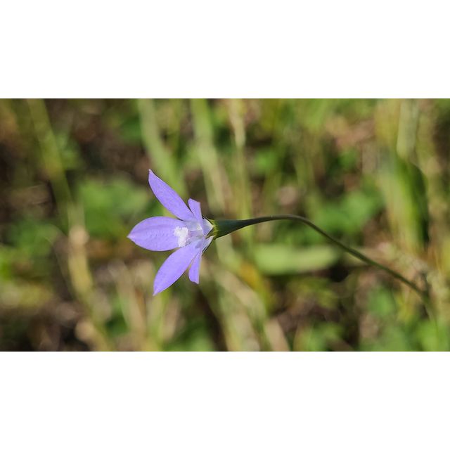 Wahlenbergia marginata