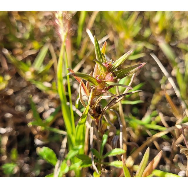 Diodia virginiana (Rubiaceae, introduced)