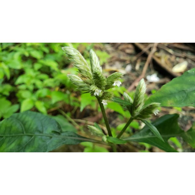 Lepidagathis formosana (Acanthoideae)