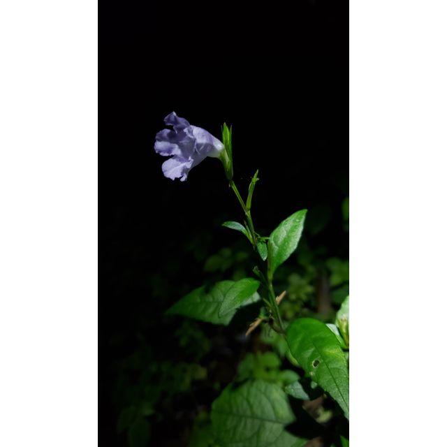 Strobilanthes flexicaulis (2 bracteoles + 5 lobes of calyx)