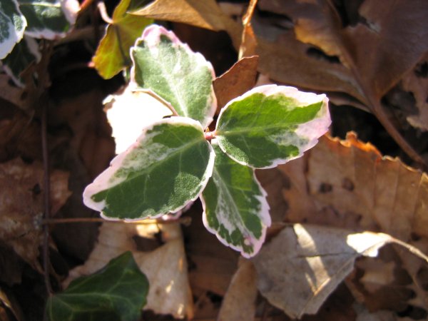 img_1506.jpg
