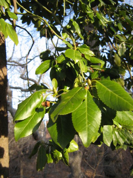 img_1556.jpg