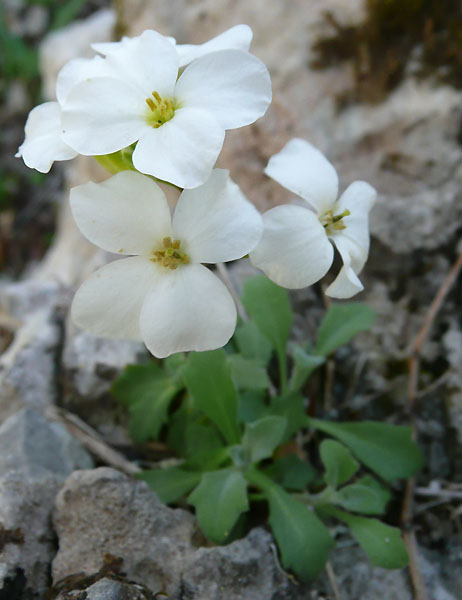 arabis.jpg