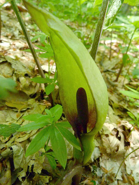 arum.jpg