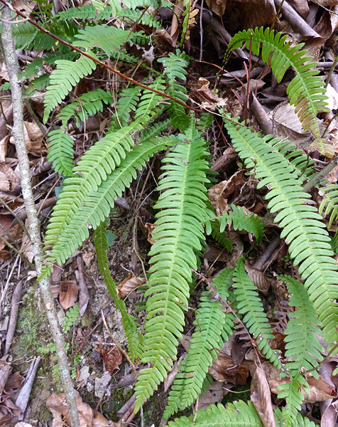 blechnum.jpg