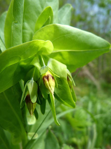 cerinthe.jpg