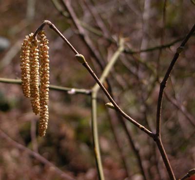 corylus.jpg