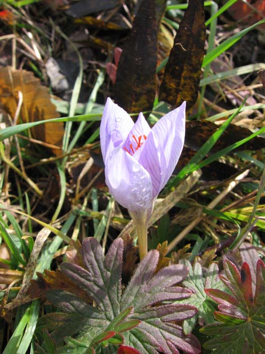 crocus.jpg