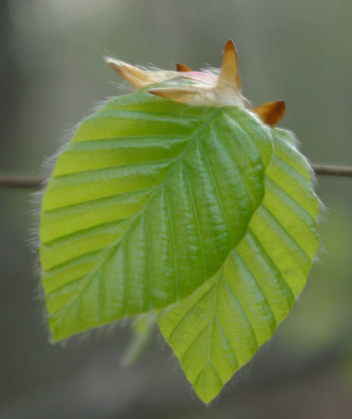 fagus2.jpg