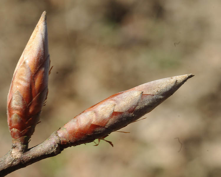 fagus_bud.jpg