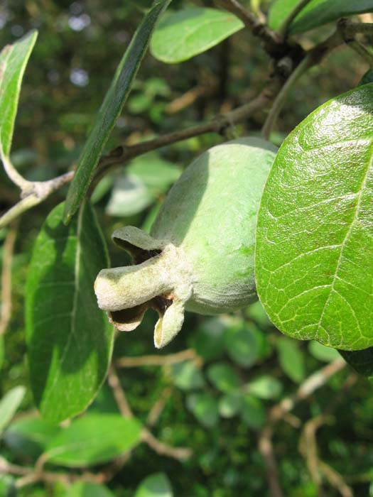 feijoa.jpg