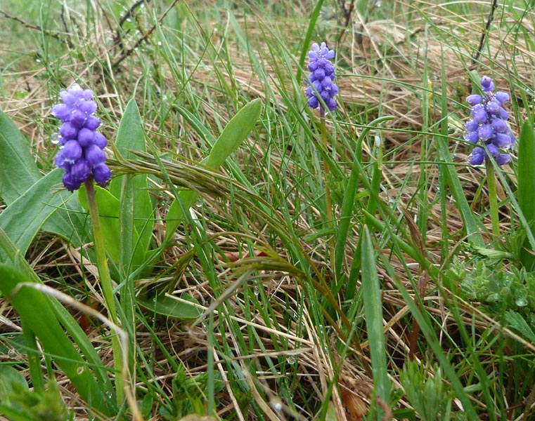 muscari.jpg