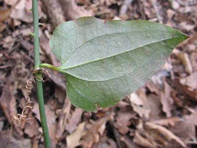 smilax.jpg