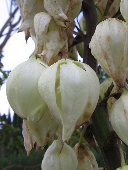 yucca.jpg